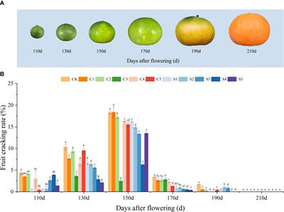 Mitigating citrus fruit cracking: the efficacy of chelated calcium or silicon foliar fertilizers in ‘Okitsu no. 58’ citrus fruit